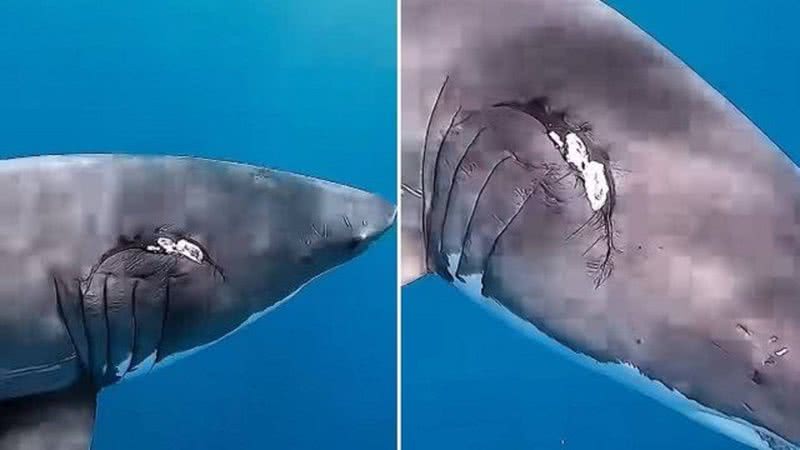 Tubarão fêmea com marcas de mordida
