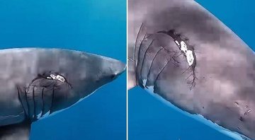 Tubarão fêmea com marcas de mordida - Divulgação/Instagram/@jalilnajafov