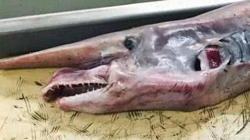 Tubarão-duende capturado por pescador russo - Reprodução/Instagram/@rfedortsov_official_account