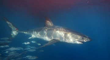 Tubarão rodeado de sangue - Pixabay