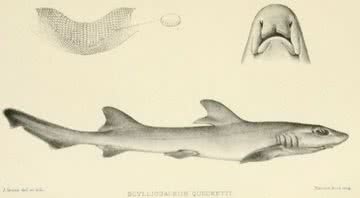 Esboço feito em 1902 relata as características do tubarão - Domínio Público / Boulenger G. A. 1902