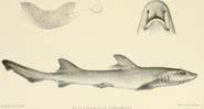 Esboço feito em 1902 relata as características do tubarão - Domínio Público / Boulenger G. A. 1902