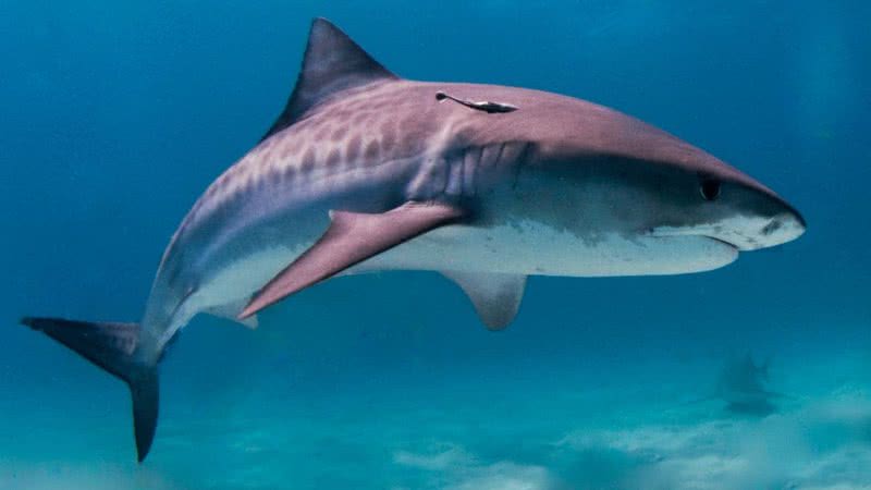 Imagem ilustrativa de um tubarão-tigre - Wikimedia Commons