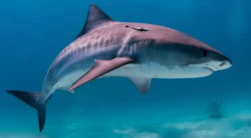 Imagem ilustrativa de um tubarão-tigre - Wikimedia Commons
