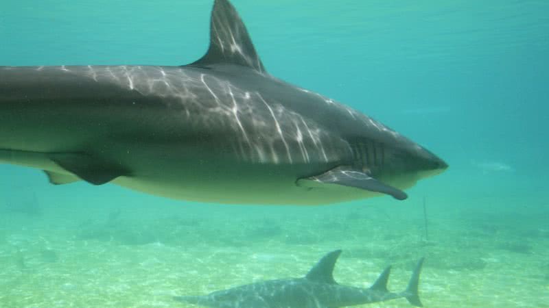 Imagem ilustrativa de tubarão - Foto de robjamdough, via Pixabay