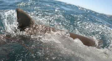 Momento em que tubarão ataca adolescente - Divulgação - Pen News/Youtube