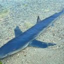 O tubarão na costa de Ibiza, na Espanha - Divulgação/Twitter/@Martin Makepeace