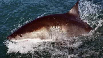 Tubarão branco fotografado na África do Sul - Dan Kitwood/Getty