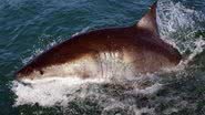 Tubarão branco fotografado na África do Sul - Dan Kitwood/Getty