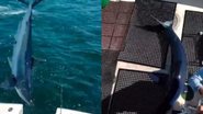 Tubarão salta da água e cai dentro de barco - Divulgação / Redes Sociais / @barstooloutdoors