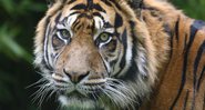Imagem meramente ilustrativa de um tigre - Divulgação/ Pixabay/ Edo Emmerig