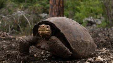 Imagem da tartaruga redescoberta - Divulgação/Instagram/Galapagosconservancy