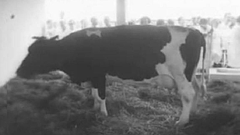 Divulgação / Video / 'La Vaca de Mármol'