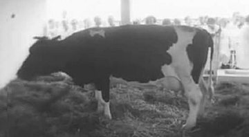 Divulgação / Video / 'La Vaca de Mármol'