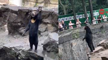 Imagens de Angela, a ursa chinesa - Divulgação/ Redes Sociais