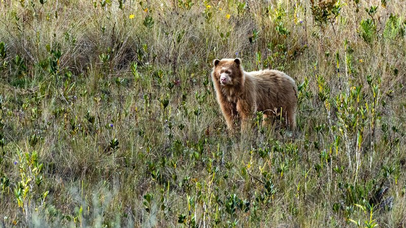 Urso marrom-dourado no Peru - Divulgação/ Estudo/ Michael Tweddle
