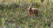 Urso marrom-dourado no Peru - Divulgação/ Estudo/ Michael Tweddle