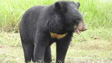 Imagem ilustrativa de urso-negro-asiático - Wikimedia Commons / Dr. Raju Kasambe