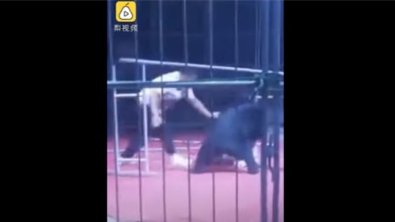 Filmagem do ataque do urso em circo na China - Divulgação/Youtube