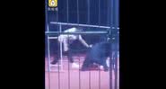 Filmagem do ataque do urso em circo na China - Divulgação/Youtube