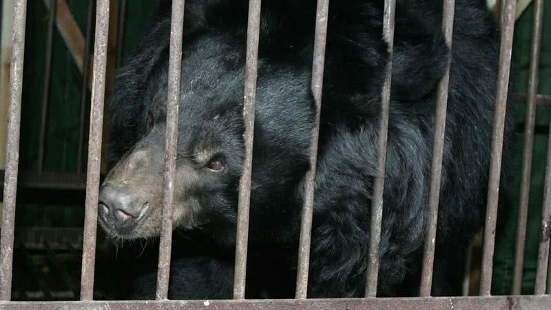 Imagem ilustrativa de urso preso em jaula