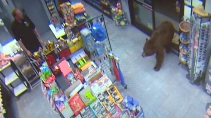 Câmeras de segurança mostram urso invadindo loja nos EUA - Divulgação - Youtube/CBS Sacramento