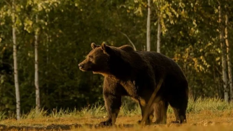 Fotografia em vida do urso Arthur - Divulgação/ Agent Green