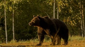 Fotografia em vida do urso Arthur - Divulgação/ Agent Green