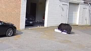 Urso devorando caixa com cupcakes - Reprodução/Vídeo