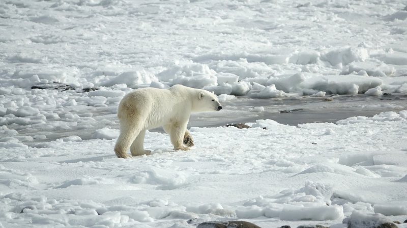 Imagem meramente ilustrativa de urso polar