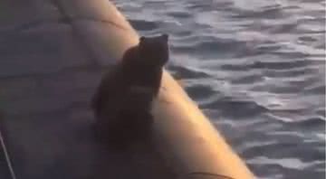 Urso em cima de submarino russo - Divulgação - Twitter