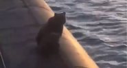 Urso em cima de submarino russo - Divulgação - Twitter