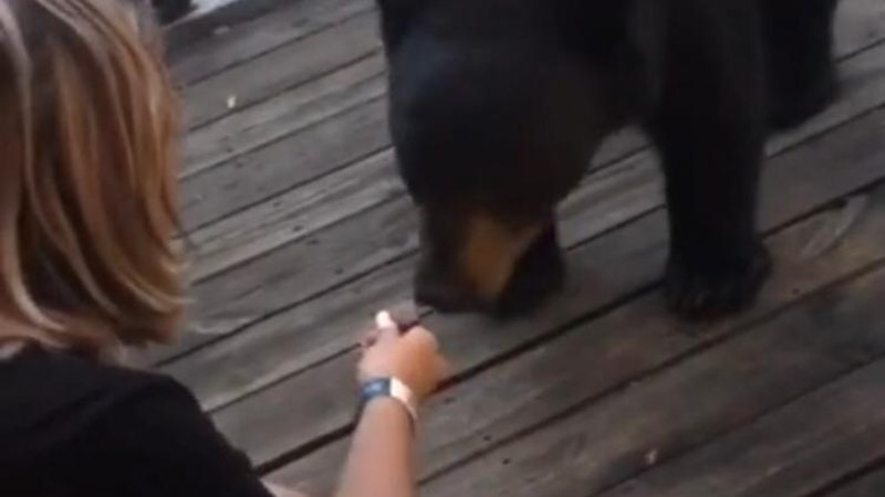 Moça alimenta urso selvagem em vídeo viral na internet - Divulgação /TikTok