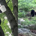 Urso com garrafa presa na cabeça - Divulgação/Facebook/Peixes e Vidas Selvagem de Connecticut