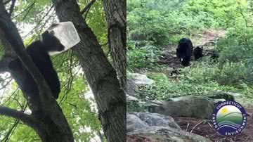 Urso com garrafa presa na cabeça - Divulgação/Facebook/Peixes e Vidas Selvagem de Connecticut