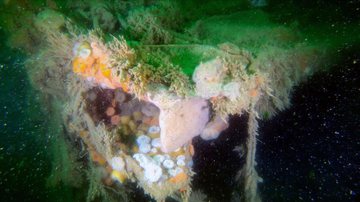 Fotografia mostrando organismos que vivem acoplados aos destroços do navio - Divulgação/ Flanders Marine Institute (VLIZ)