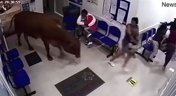 Vaca invadindo hospital - Divulgação / Daily Mail