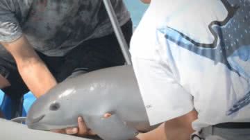 Operação de resgate de vaquita em reportagem da CBS This Morning - Reprodução/Vídeo CBS This Morning