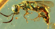 Uma das vespas coloridas no estudo - Divulgação/NIGPAS
