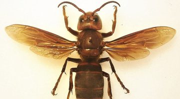 Imagem de uma vespa gigante asiática - Wikimedia Commons