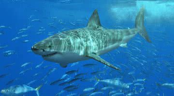 Imagem ilustrativa de um tubarão branco - Wikimedia Commons