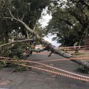 Fotografia de árvore caída como resultado da tempestade - Divulgação/ MetSul