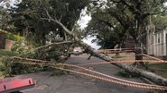 Fotografia de árvore caída como resultado da tempestade - Divulgação/ MetSul
