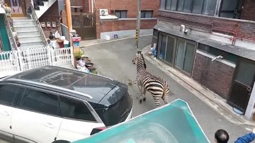 Zebra nas ruas de Seul - Divulgação/ Corpo de Bombeiros de Gwangjin