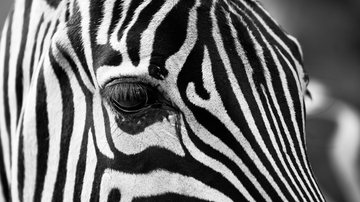 Imagem ilustrativa de zebra - Foto de igorowitsch, via Pixabay