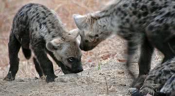 Hienas são animais carnívoros de origem africana - Wikimedia Commons