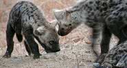 Hienas são animais carnívoros de origem africana - Wikimedia Commons
