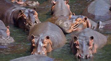 Hipopótamos em seu habitat natural - Wikimedia Commons