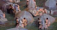 Hipopótamos em seu habitat natural - Wikimedia Commons