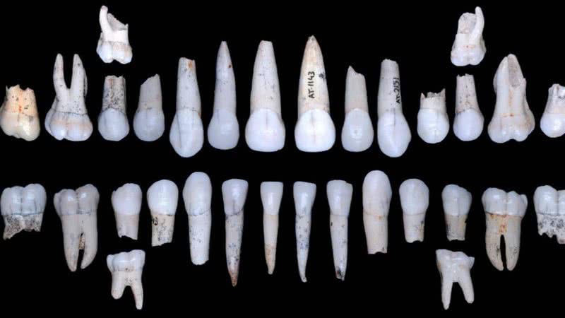 Dentes dos hominídeos - Centro Nacional de Pesquisa em Evolução Humana